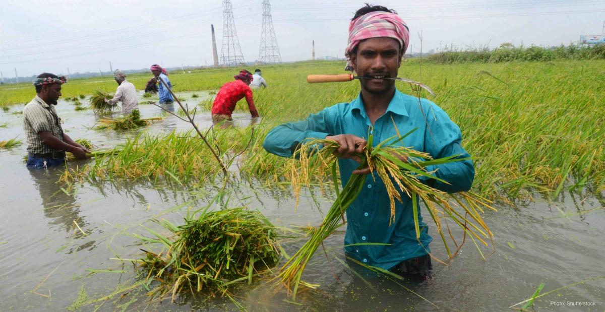 Farmers harvesting paddy at a flooded field near Dhaka, Bangladesh